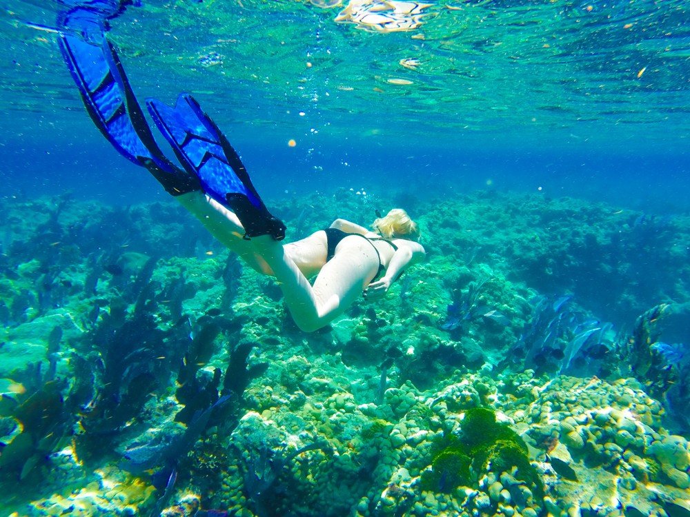 Coral Gardens Maui Snorkeling and Scuba Afternoon