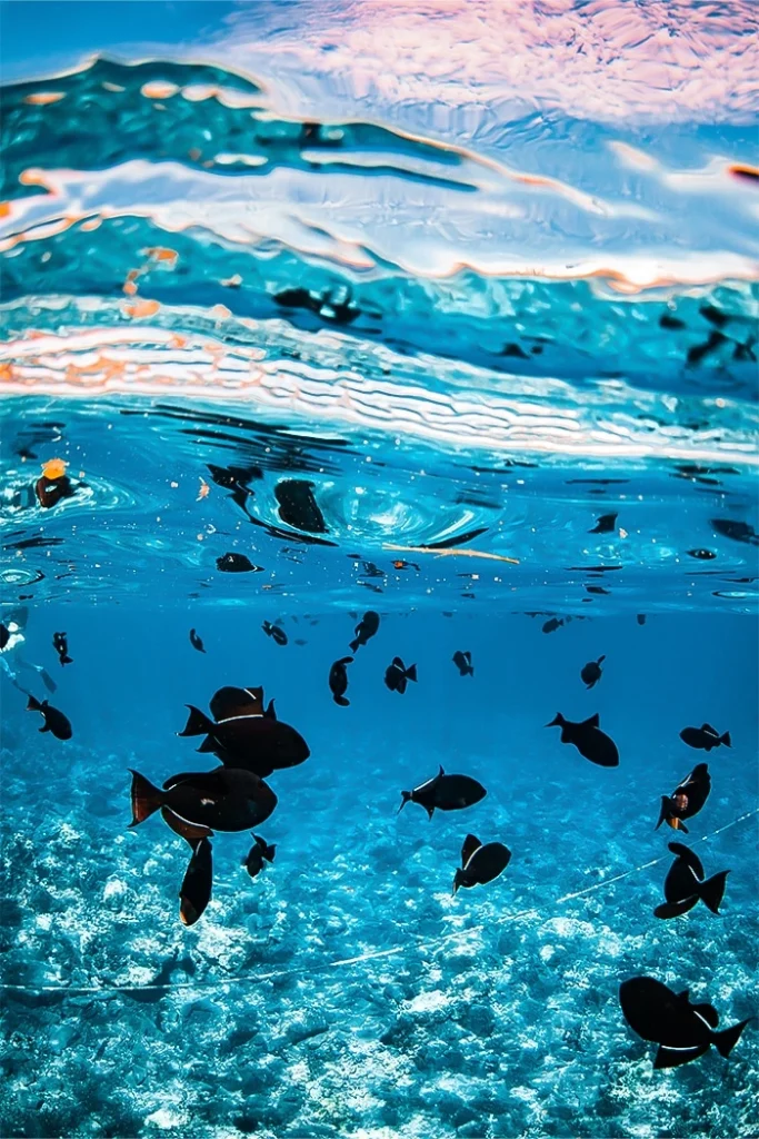 aliinui gallery image 14 647626ecd8942