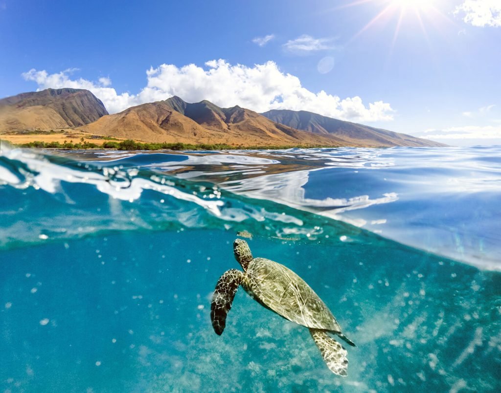 Turtles & Tacos Luxury Catamaran Snorkel excursion in Maui, Hawaii