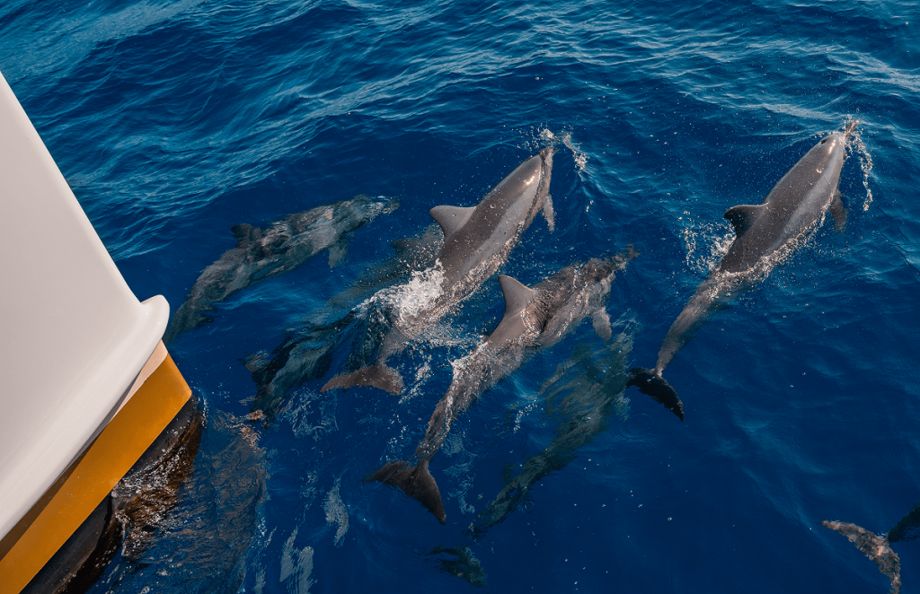 Website Photos 0004s 0005 Layer 7 1 1