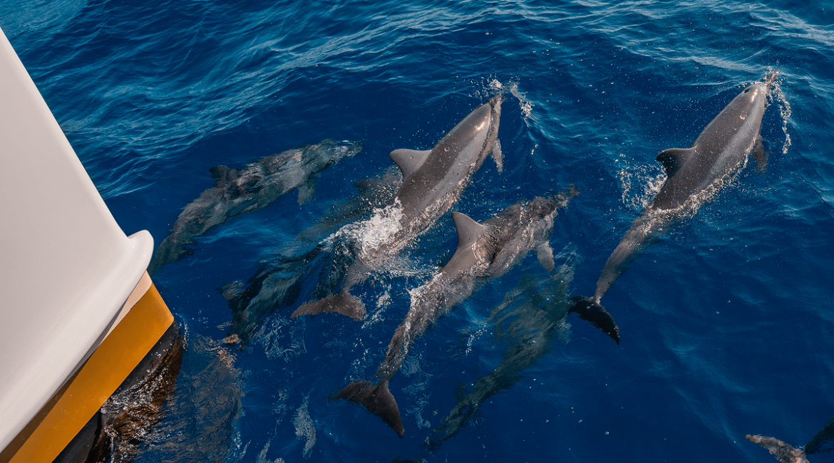 Maui Snorkeling Guide: Everything You Need to Know (2025) 2 Website Photos 0004s 0005 Layer 7 1 1