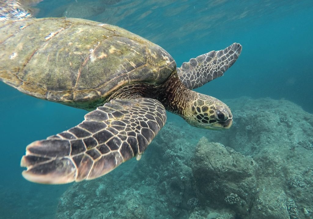 Cruz Bay Watersports - animal
