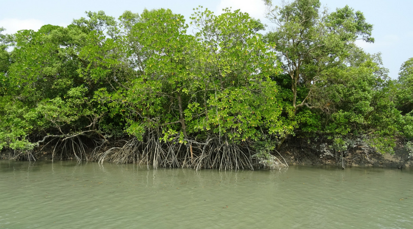 Cruz Bay Watersports - mangrove trees