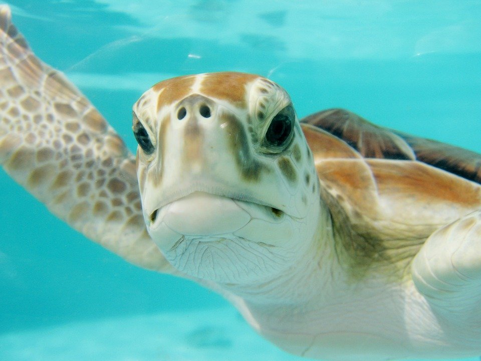 Close-Up Of A Sea Turtle Swimming In Clear Blue Water, Associated With Cruz Bay Watersports Activities.