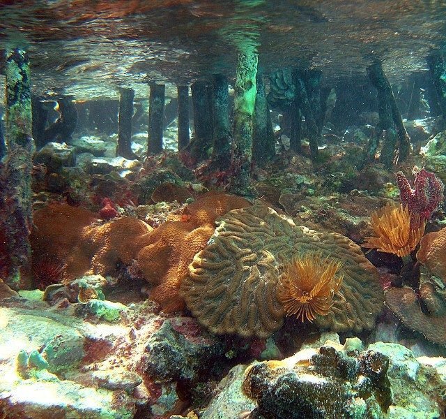 Coral Reef Under Pier With Vibrant Marine Life In Cruz Bay, Showcasing Brain Coral And Sea Anemones.