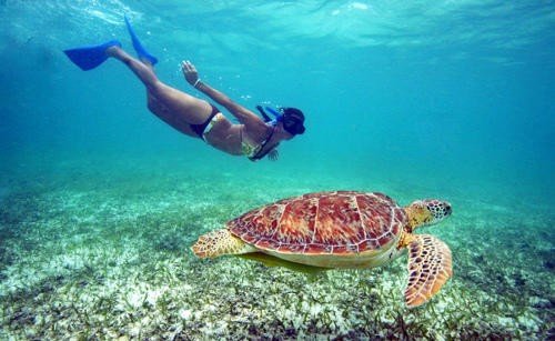Cruz Bay Watersports - swimwithturtles