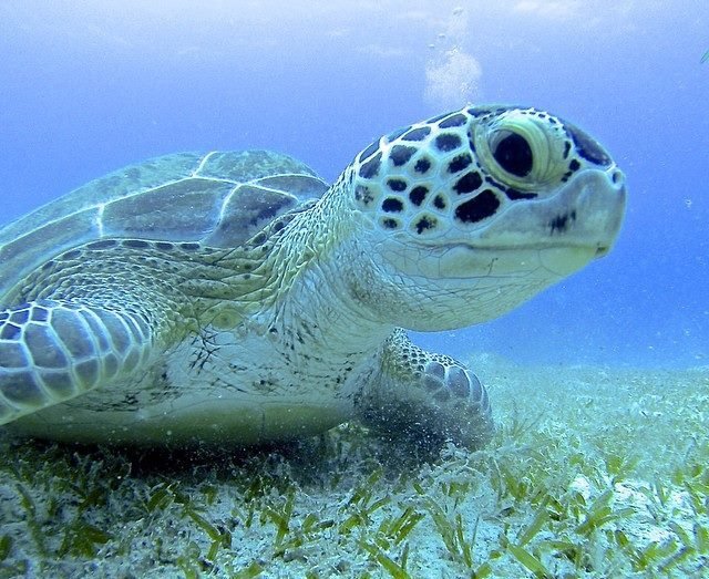 Cruz Bay Watersports - turtle snorkel tour