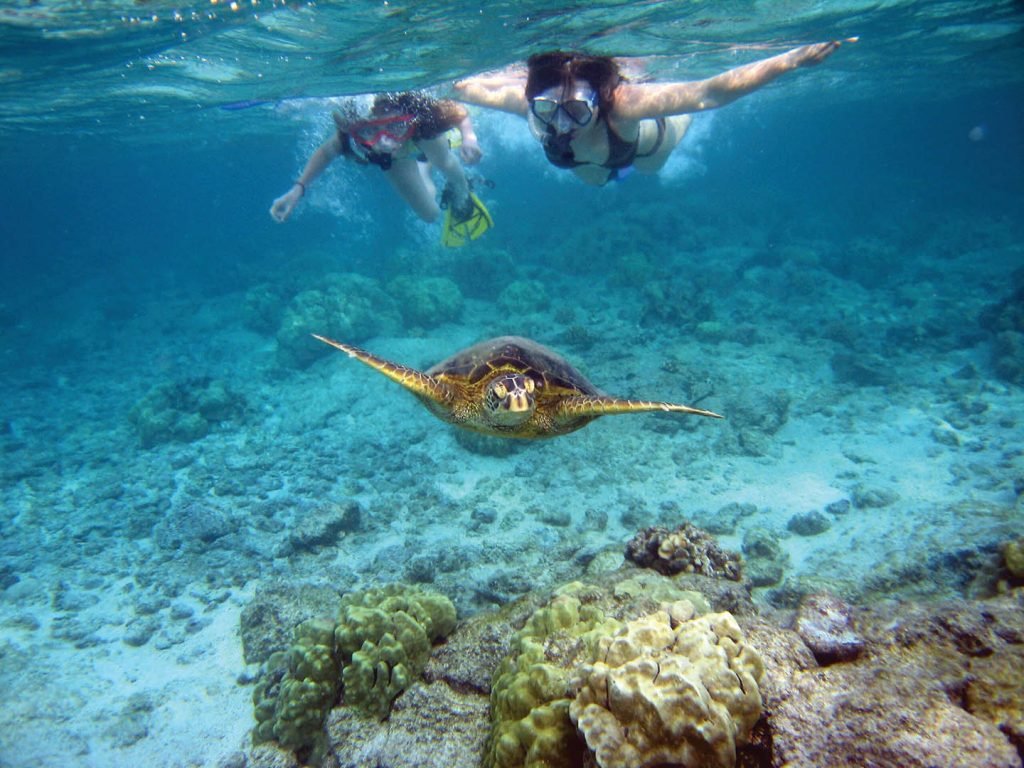Snorkelers Swimming Alongside A Sea Turtle In The Clear Waters, Showcasing Marine Life And Underwater Exploration, Cruz Bay Watersports.