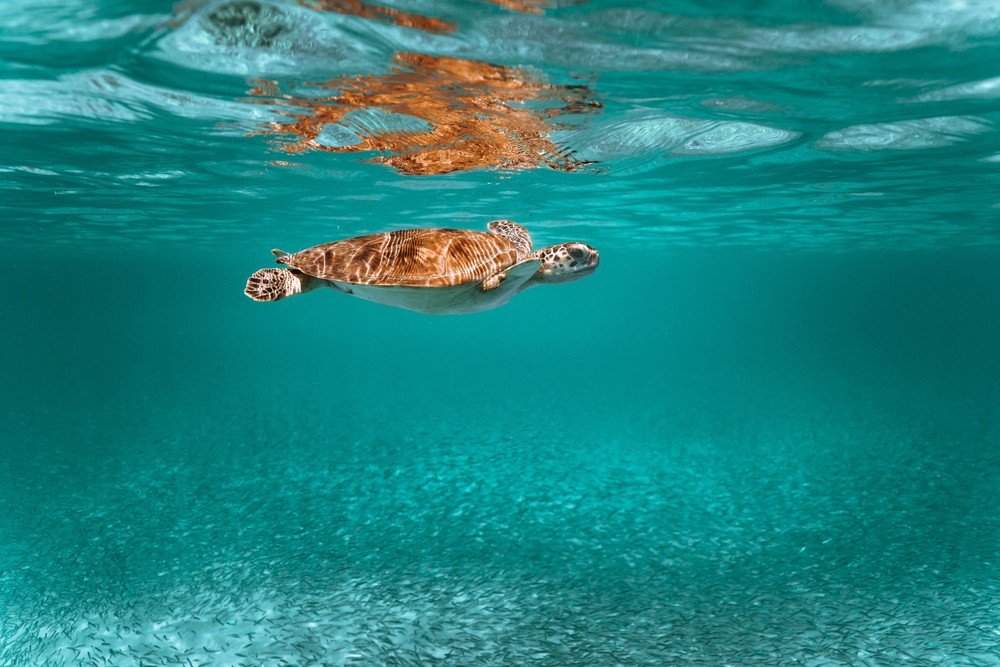 Sea turtle swimming underwater in clear blue ocean.