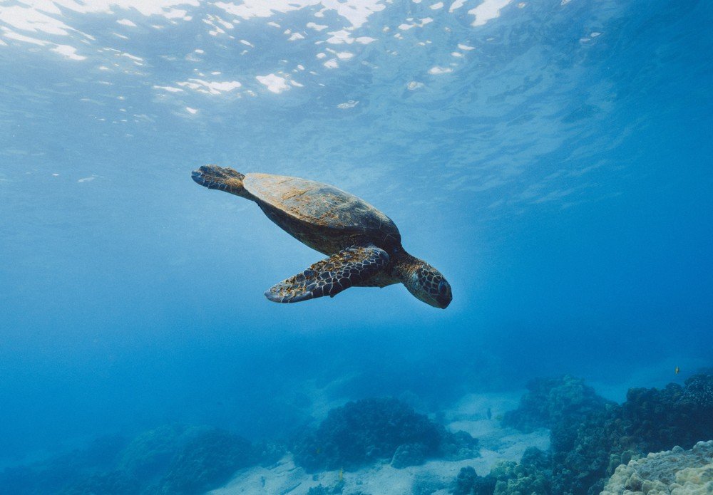 Sea turtle swimming underwater in clear blue ocean.