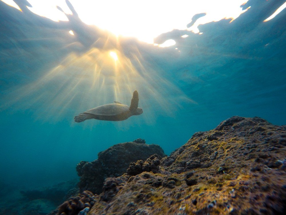 Underwater view of a sea turtle swimming near a coral reef with sunlight streaming through the ocean surface.