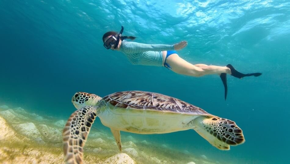 A Person In Snorkeling Gear Swims Underwater Near A Sea Turtle In Clear Ocean Water.